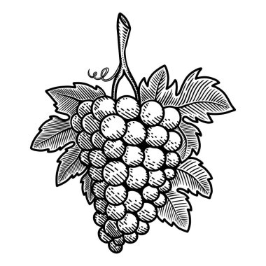 Kabartma tarzında üzümün resmi. Poster, kart, pankart, işaret, amblem için tasarım ögesi. Vektör illüstrasyonu