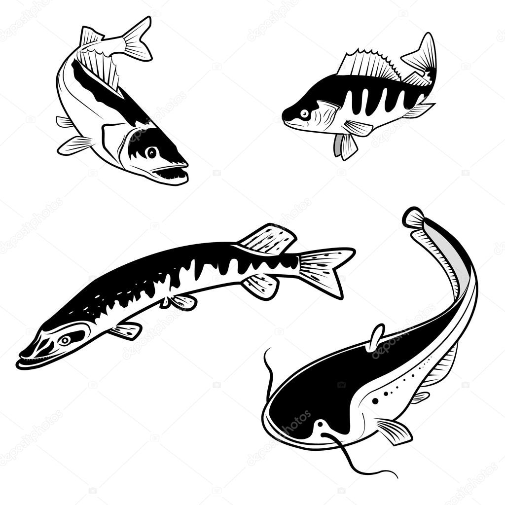 Set of the river fish in vector. Fish logo design templates