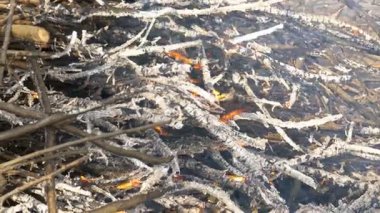 Ormanda yanan kamp ateşi.