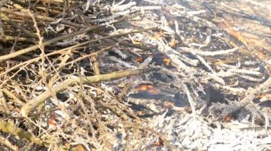 Ormanda yanan kamp ateşi.