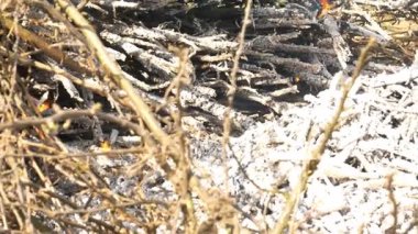 Ormanda yanan kamp ateşi.