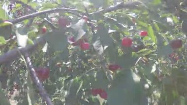 Rüzgarda sallanan kiraz dalları. Yavaş çekim