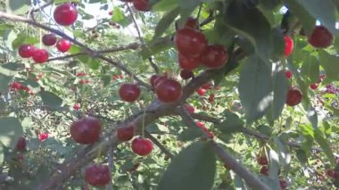 Rüzgarda sallanan kiraz dalları. Yavaş çekim