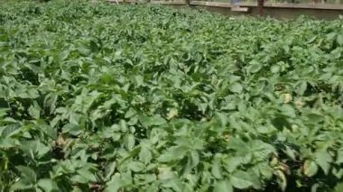 Bahçedeki patates çalıları