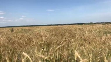Güneşli bir günde buğday tarlası
