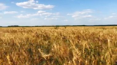 Güneşli bir günde buğday tarlası