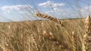 Güneşli bir günde buğday tarlası