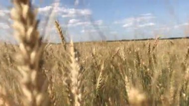 Güneşli bir günde buğday tarlası