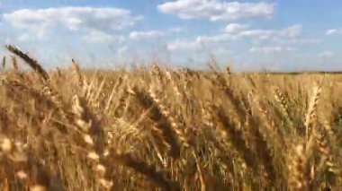 Güneşli bir günde buğday tarlası