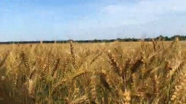 Güneşli bir günde buğday tarlası