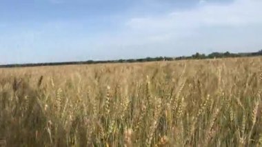 Güneşli bir günde buğday tarlası