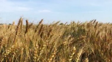 Güneşli bir günde buğday tarlası