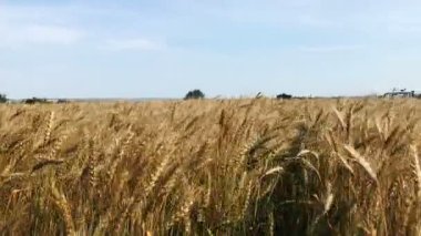 Güneşli bir günde buğday tarlası