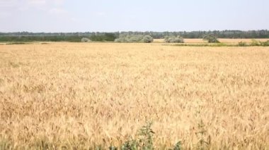Güneşli bir günde buğday tarlası