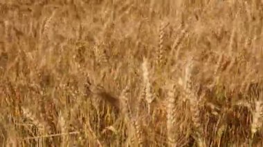 Güneşli bir günde buğday tarlası