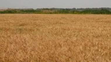 Güneşli bir günde buğday tarlası