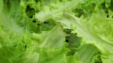 Dönen bir arkaplanda marul