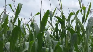 Yeşil mısır tarlasının tarım arazisi