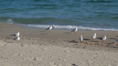 boş deniz plaj Güz