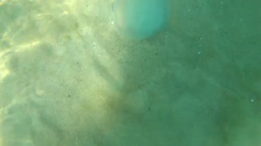 Karadeniz 'in dalgalarında büyük denizanaları