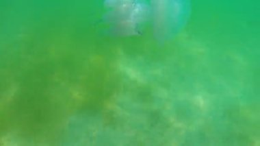 Karadeniz 'in dalgalarında büyük denizanaları