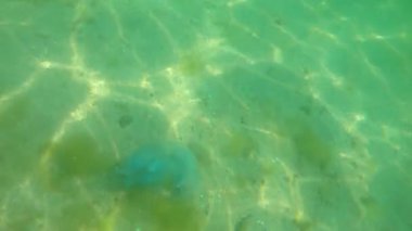 Karadeniz 'in dalgalarında büyük denizanaları