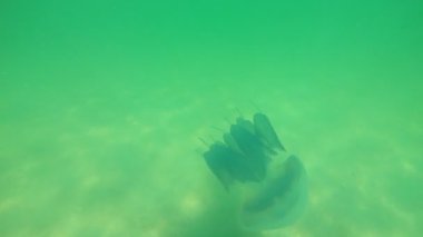 Karadeniz 'in dalgalarında büyük denizanaları