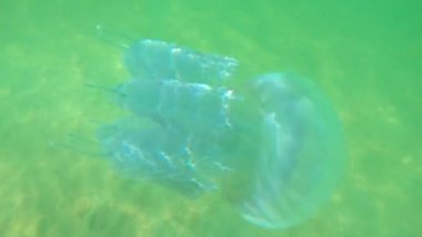 Karadeniz 'in dalgalarında büyük denizanaları