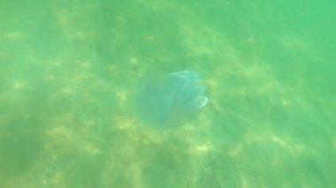 Karadeniz 'in dalgalarında büyük denizanaları