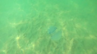 Karadeniz 'in dalgalarında büyük denizanaları