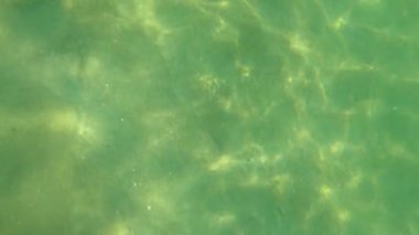 Karadeniz 'in dalgalarında büyük denizanaları