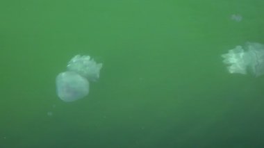 Karadeniz 'in dalgalarında büyük denizanaları