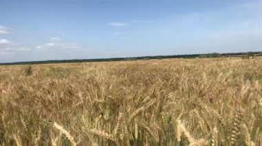 Tarlada olgunlaşmış buğday. Yukarıdan görüntüle