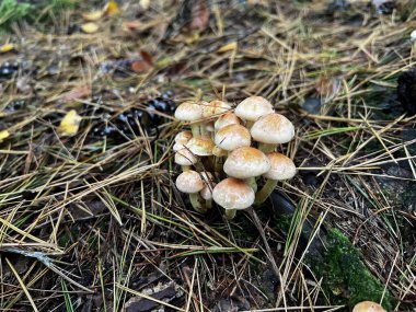 Dağınık çam iğneleri ve orman molozları arasında büyüyen açık kahverengi başlıklı küçük vahşi mantar kümesinin yakın plan fotoğrafı. Arka plan sonbahar ormanlık zeminini vurguluyor.