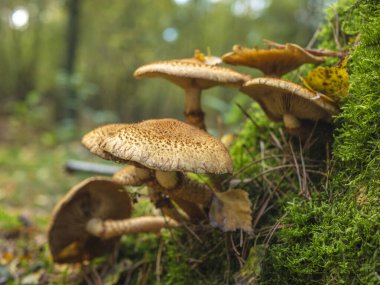 Düşük açılı bir makro çekim, birkaç büyük, desenli kahverengi mantar görünür solungaçları ile, bir ağaç kütüğü üzerinde dikey, canlı yeşil yosun yatay olarak büyüyen.