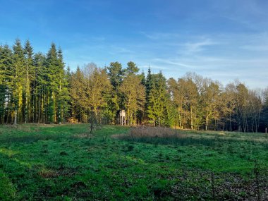 Güneşli kozalaklı kozalaklı orman, açık mavi gökyüzünün altında önplanda yeşil çayır, huzurlu kış manzarasını ve sonsuz yeşil ve çıplak ağaçların kontrastını yakalıyor..