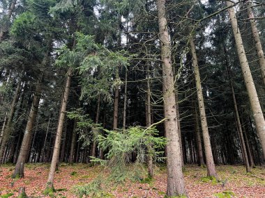 Sessiz bir ormanda düz kozalaklı gövdeler, yosun kabuğunda akşam güneşi ve dalları ve kütükleri olan kuru kahverengi orman zeminleri.