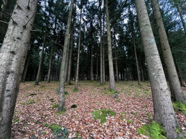 Sessiz bir ormanda düz kozalaklı gövdeler, yosun kabuğunda akşam güneşi ve dalları ve kütükleri olan kuru kahverengi orman zeminleri.