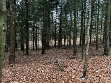 Sessiz bir ormanda düz kozalaklı gövdeler, yosun kabuğunda akşam güneşi ve dalları ve kütükleri olan kuru kahverengi orman zeminleri.