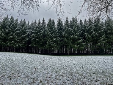 Karla kaplı kozalaklı ormanın kenarında bulutlu gri gökyüzünün altında çıplak ağaçlar, kasvetli kış manzarasında yeşil çayırlar..