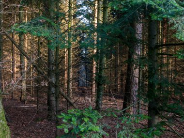 Yoğun çam ormanlarının iç kısımları, uzun düz gövdelerle, altın güneş ışığı bacaları, yosunlu kahverengi orman zeminine uzanan tepe örtüsünü delip geçiyor..