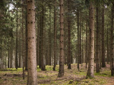 Yoğun çam ormanlarının iç kısımları, uzun düz gövdelerle, altın güneş ışığı bacaları, yosunlu kahverengi orman zeminine uzanan tepe örtüsünü delip geçiyor..