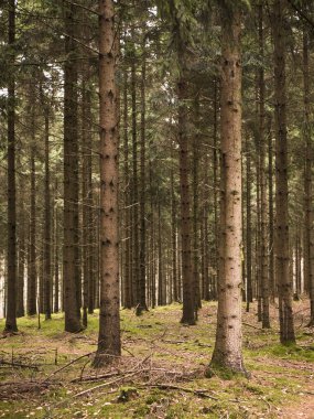Yoğun çam ormanlarının iç kısımları, uzun düz gövdelerle, altın güneş ışığı bacaları, yosunlu kahverengi orman zeminine uzanan tepe örtüsünü delip geçiyor..