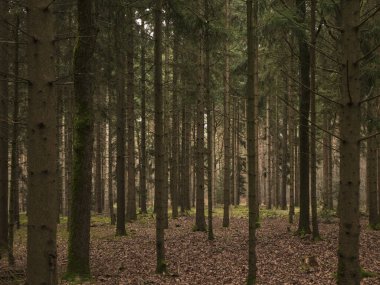 Yoğun çam ormanlarının iç kısımları, uzun düz gövdelerle, altın güneş ışığı bacaları, yosunlu kahverengi orman zeminine uzanan tepe örtüsünü delip geçiyor..