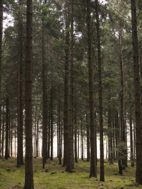 Yoğun çam ormanlarının iç kısımları, uzun düz gövdelerle, altın güneş ışığı bacaları, yosunlu kahverengi orman zeminine uzanan tepe örtüsünü delip geçiyor..