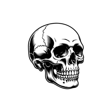 Hisse tasarımı için gerçekçi gölgeleme ve çizgi çalışmaları içeren, anatomik olarak doğru bir insan kafatasının siyah ve beyaz vektör çizimi.