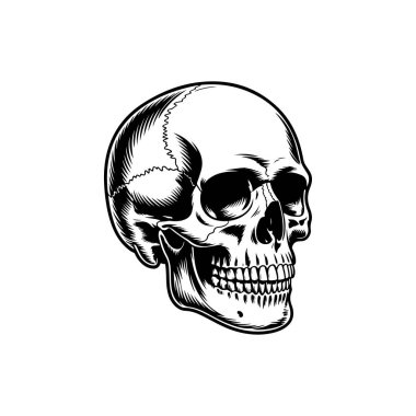 Hisse tasarımı için gerçekçi gölgeleme ve çizgi çalışmaları içeren, anatomik olarak doğru bir insan kafatasının siyah ve beyaz vektör çizimi.