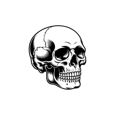 Hisse tasarımı için gerçekçi gölgeleme ve çizgi çalışmaları içeren, anatomik olarak doğru bir insan kafatasının siyah ve beyaz vektör çizimi.