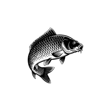 Sazan balığının cesur bir siyah beyaz vektör çizimi. Tasarım, detaylı pulları ve beyaz arka planda uzun barbelleri olan kıvrımlı, dinamik bir poziyona sahiptir..