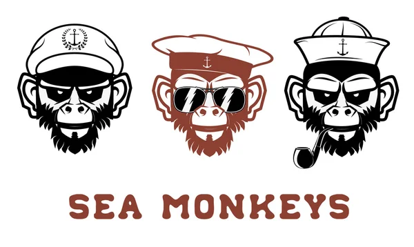 Sea monkey in vector — Stock Vector